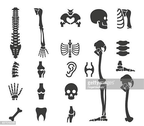 Worlds Best Human Bone Stock Illustrations Getty Images