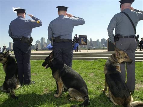 Remembering Four 911 Hero Dogs
