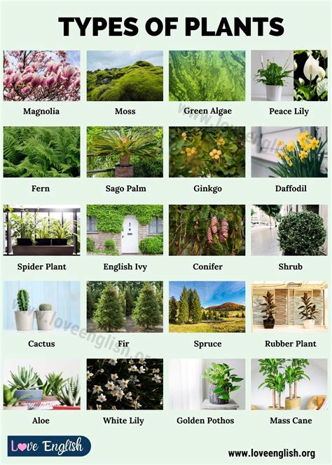 Types Of Plants 20 Different Types Of Plants In English Love English