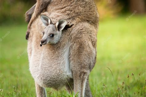 Premium Photo An Australia Wild Baby Kangaroo In Mothers Couch Front Bag