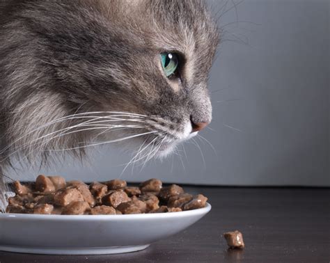 Royal canin's cat food comes in multiple sizes that allow you to quickly and easily select the size that is best for your cat, this food comes specially formulated for cats that have digestive issues or sensitivities that can cause diarrhea. Best Wet Cat Food For Cats With a Sensitive Stomach and ...