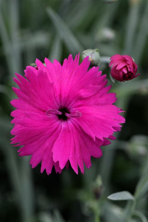 Created by lee daniels, tom donaghy. Dianthus 'Neon Star' | Native Sons Wholesale Nursery