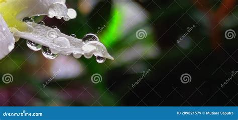 Water Droplets On A White Flower With Macro Photography Stock Image
