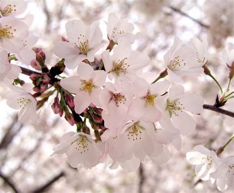 Filecherry Blossom Flowers 1 Wikipedia
