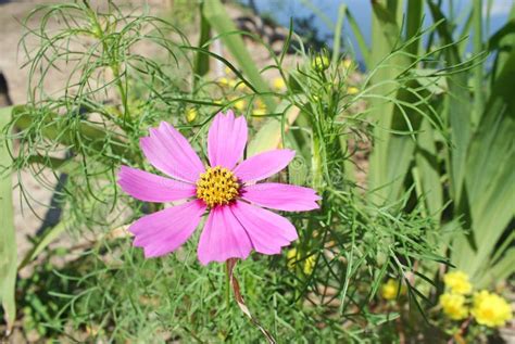 Pink Mexican Aster Flowers In Garden Stock Photo Image Of Beautiful
