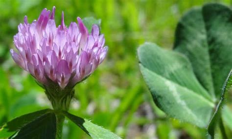 Red Clover Plant Soil Improving Cover Crop Epic Gardening