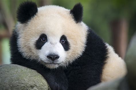 30 Facts About Pandas You Didnt Know Serious Facts