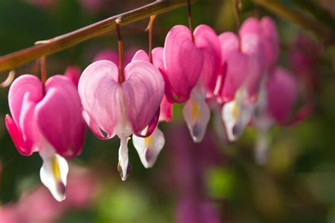 Bleeding heart is a sumptuous perennial bearing elegant and colored flowers. Bleeding Heart Flower Meaning - Flower Meaning