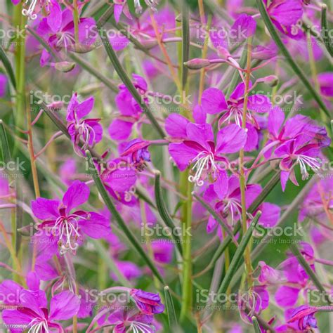 Seamless Pattern Chamaenerion Angustifolium Purple Flowers Fireweed