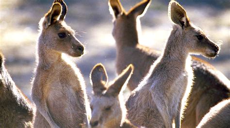 Vydejte Se Za Klokany Na Kangaroo Island Jížní Austrálie