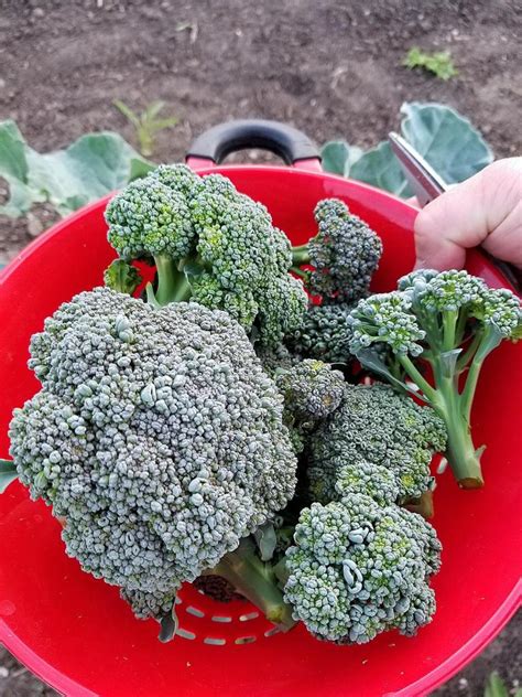 Growing Broccoli From Seed To Harvest The Ealy Homestead