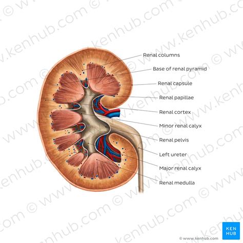 Kidneys Anatomy Function And Internal Structure Kenhub
