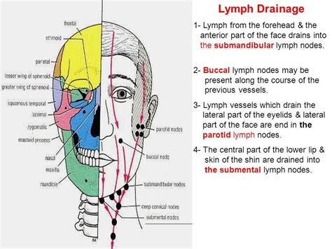 Face Lymph Nodes Map Images