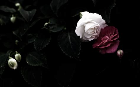 Black And White Rose Wallpaper 61 Images
