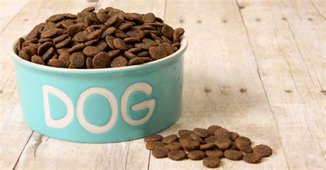 What Is The Best Dog Food The Qanda You Should Read