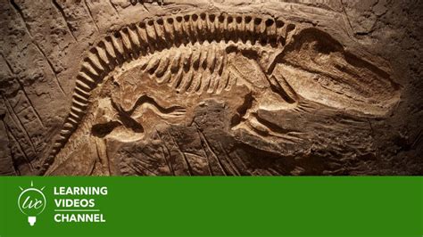 Fossils And Dinosaurs Real World Science On The Learning Videos Channel