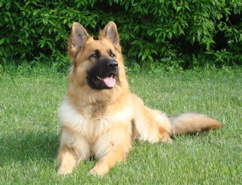 King Sheppard King Shepherd Shepherd Dog Breeds German Shepherd