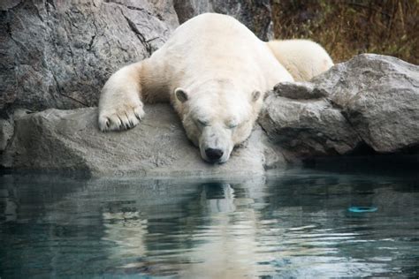 Meet The Bears Visit The Polar Bear Habitat In Cochrane Ontario
