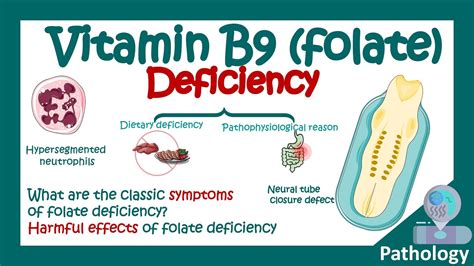 Understanding Folate Deficiency Anemia Ask The Nurse Expert