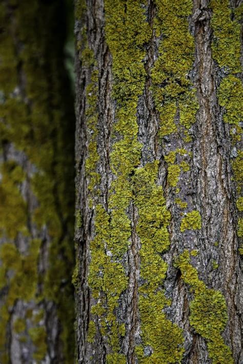 Tree Bark With Moss Stock Photo Image Of Spring Moss 186848268