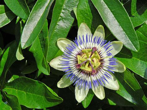 Passiflora Caerulea A Photo On Flickriver