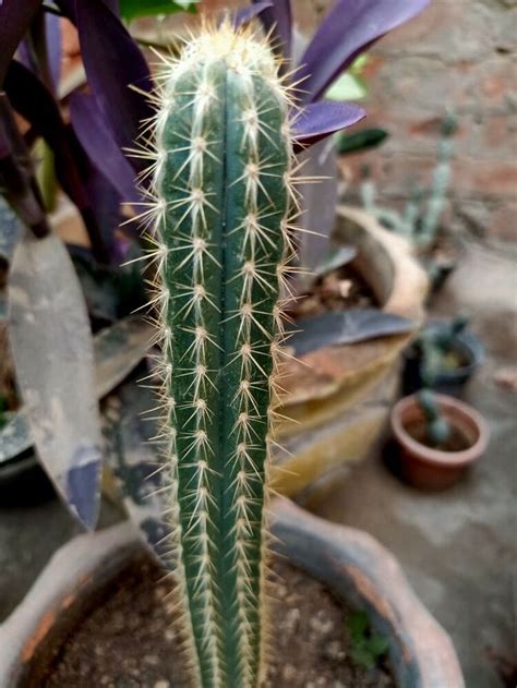 A cutting tends to grow about a foot a year. Cereus Cactus Plant Cacti Amazing 30 CM Cereus on Root ...