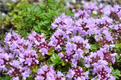 イブキジャコウソウ 花図鑑 五十音順 花図鑑 白馬五竜高山植物園