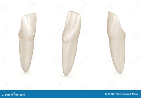 Dental Anatomy Mandibular Central Incisor Tooth Medically Accurate