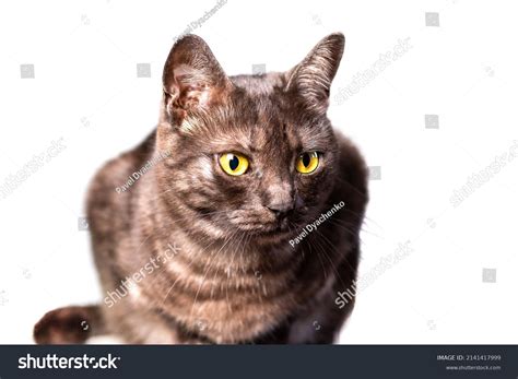 Isolated Black Cat Amber Eyes On Stock Photo 2141417999 Shutterstock