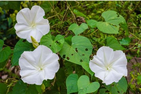 Moonflower Vines Ipomoea Alba How To Grow And Care Successfully
