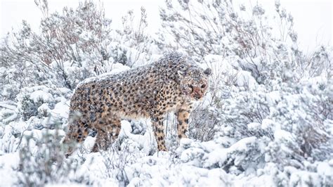 Rare Photographs Show African Cheetahs In Snowstorm