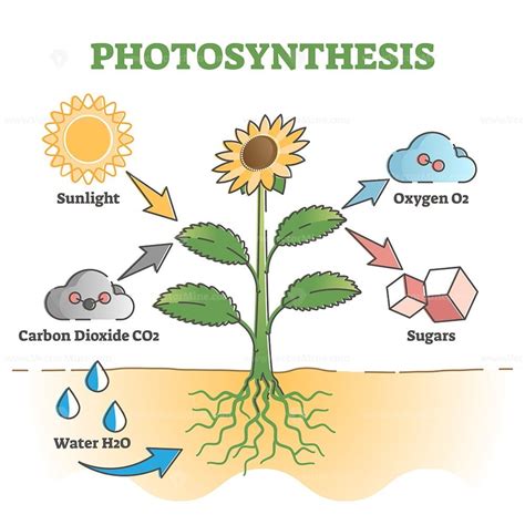 Photosynthesis Diagram Process Symbolic Explanation Scheme Outline