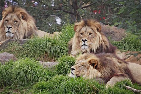 This warfare goes beyond food; All About Animal Wildlife: King of Jungle Lion Wallpapers ...