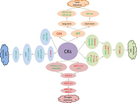 Ijms Free Full Text Research Progress On The Roles Of Cytokinin In