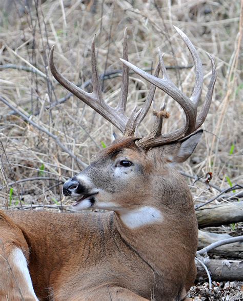 How To Understand Whitetail Deer Sounds Bowhunter