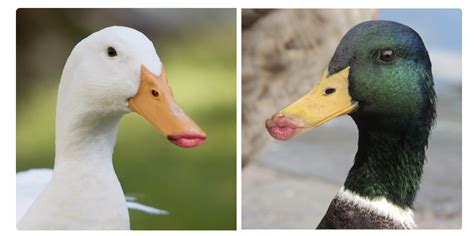 10 Ducks With Human Lips Buzzfeed Scoopnest
