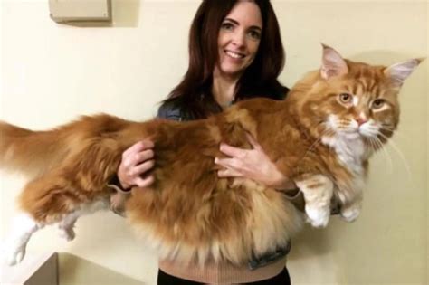 Maine Coon Cat In Australia May Be Worlds Longest Tvts