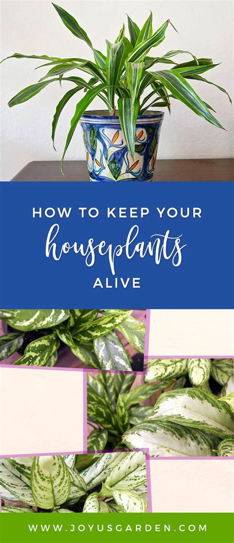 Tips To Keep Your Houseplants Alive Houseplants Plants House Plant Care