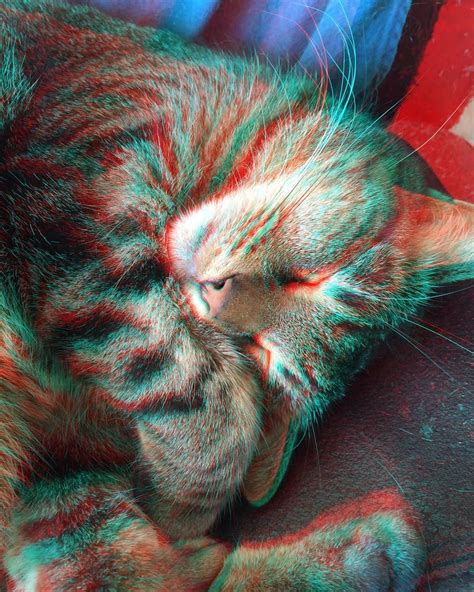 The Cat 3d Anaglyph Photography 3d Photography 3d Photo Instagram