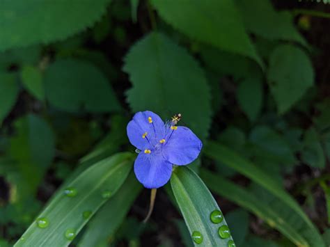 Plan Your Asheville Adventure — Appalachian Wildflowers Identification