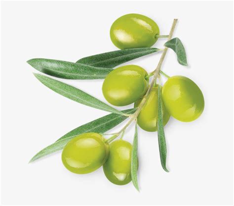 Green Olive Green Olive Green Plant Vector Png And Macrovita Face Cleansing Foam In Png