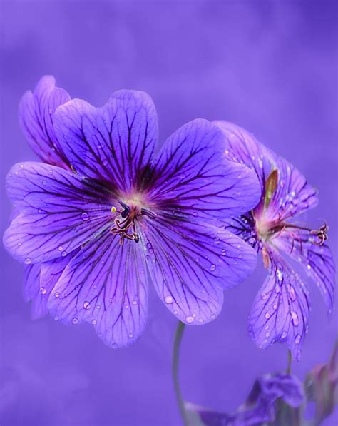 Pin By Candice May Martin On Purple Morado Flowers Purple