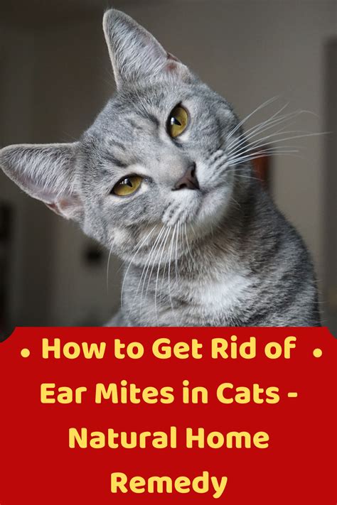 How To Get Rid Of Ear Mites In Cats Natural Home Remedy All Natural