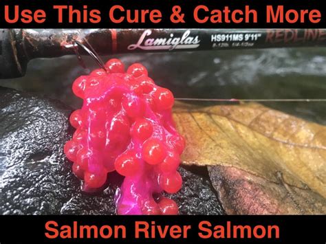 Use This Cure Catch More Salmon River Salmon Pautzke Bait Co