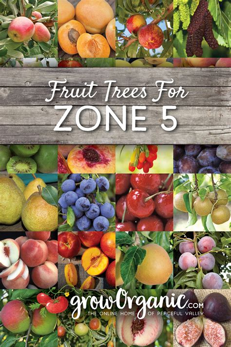 Fruit Trees For Zone 5 Grow Organic By Growing Harvesting And Storing