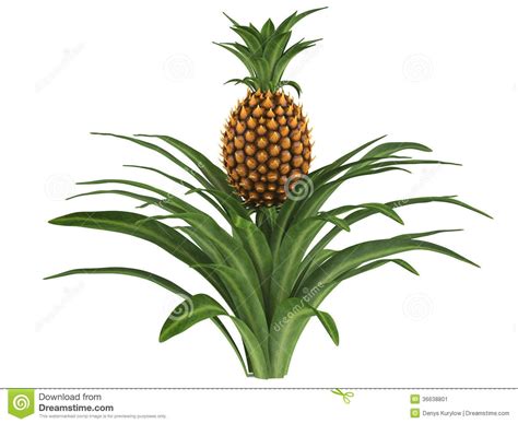 Pineapple Plant Clipart 20 Free Cliparts Download Images On