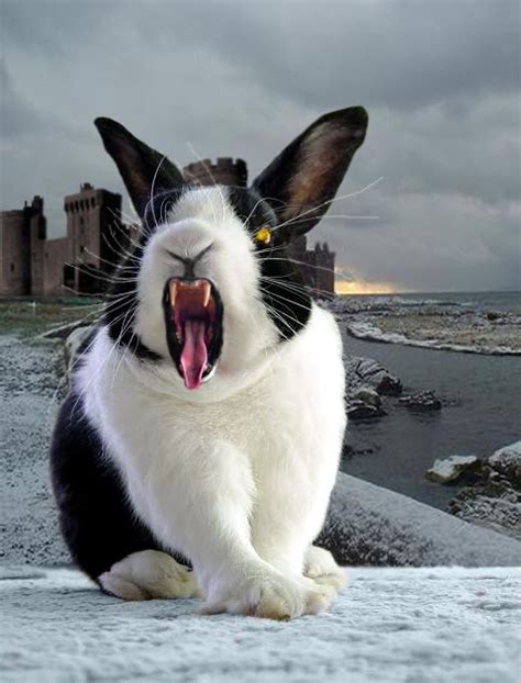 Casablancapa The Killer Rabbits Of Caerbannog Er Harrisburg