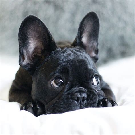 12 Reasons Why You Should Never Own French Bulldogs