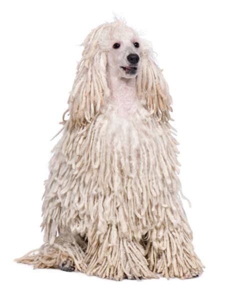 Check out our long hair poodle selection for the very best in unique or custom, handmade pieces from our shops. Corded Poodle Stock Photos, Pictures & Royalty-Free Images ...