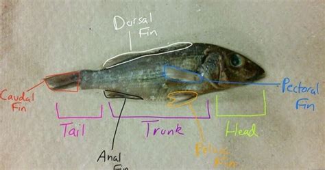 Bio Swag Fish Dissection Procedure
